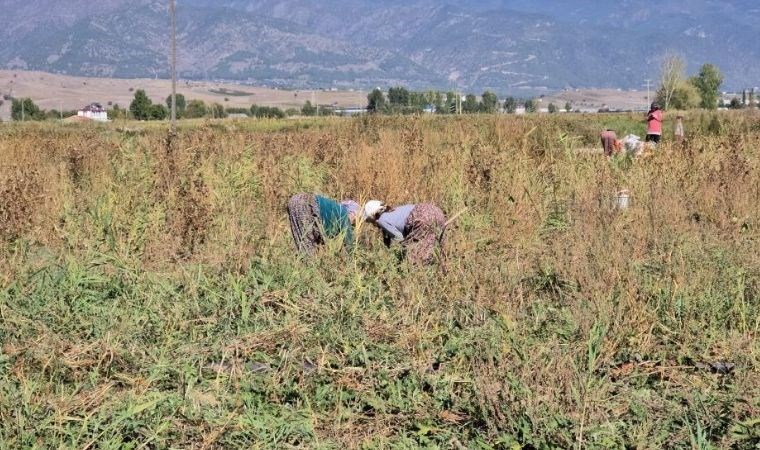 Tonlarca soğanı ücretsiz dağıttı! 67 dekar arazisini halka açtı