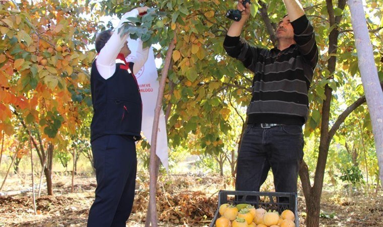 Evinin bahçesine deneme amaçlı ekti, geçim kaynağı oldu!  Şifa kaynağı ,Cudi Dağı eteklerinde yetişiyor...