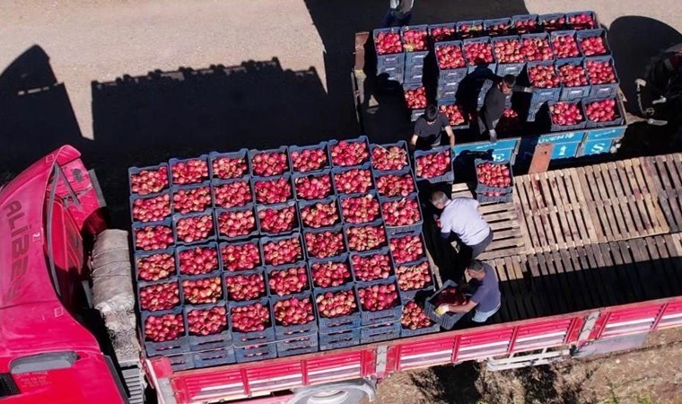 Adıyaman'da hasat Avrupa pazarı için başladı! 43 bin ton rekolte....