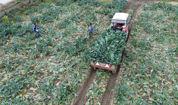 Bafra Ovası'nda yetişiyor, dönüme 2 ton ürün veriyor!