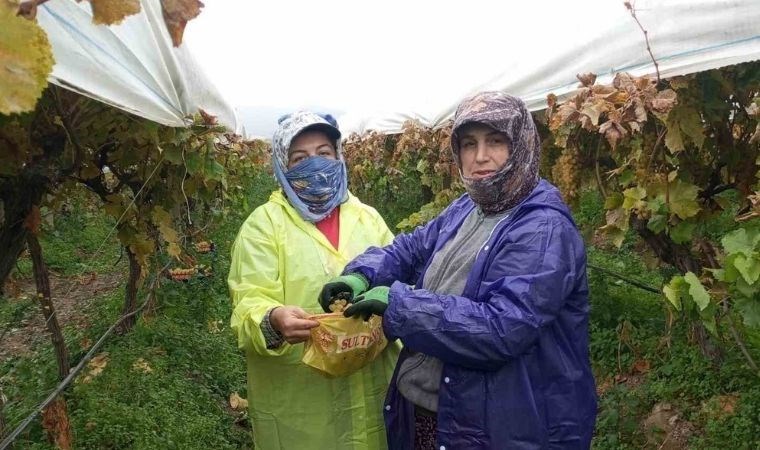 Antik Dönem'den bu yana yetiştiriliyor: Manisa'da Sultani hasadı