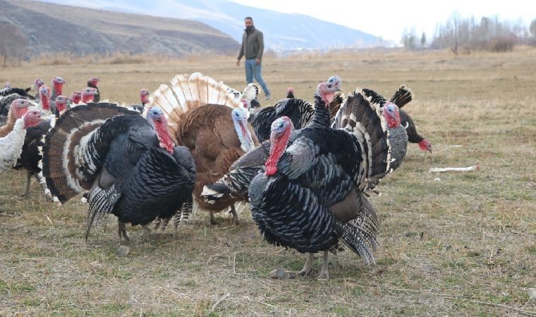 Hakkari'de yılbaşı öncesi hindiler satışa çıktı: Fiyatı 4 bin lirayı buluyor