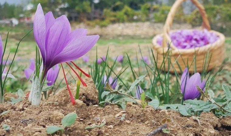 Karabük'te hasat başladı: UNESCO Dünya Miras Listesi'nde yer alıyor! Kilosu 450 bin TL'den satılacak!