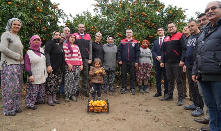 Kaz Dağları'nın eteklerinde yetişiyor! Beklenti 30 bin ton...