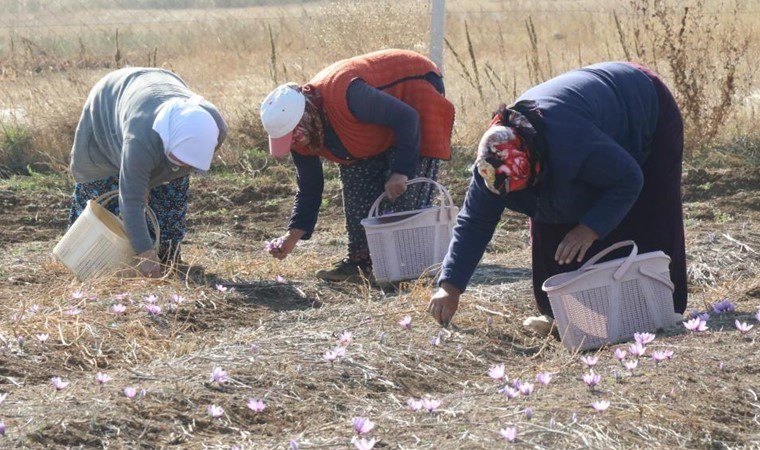 Kilosu 500 bin lira! Eskişehir'de 112 dekarlık alanda yetişiyor....