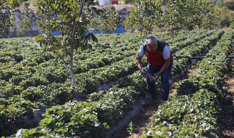 Hasadı hiç bitmiyor! Yılın 12 ayında üretiliyor: 1628 kişinin geçim kaynağı