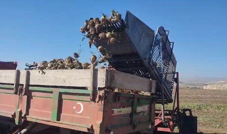 7 aylık bekleyiş sona erdi!  Aşkale'de hasat başladı....