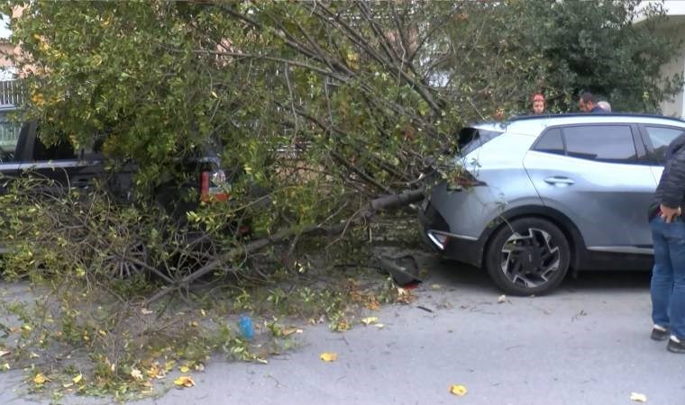 Bakırköy'de şiddetli rüzgarda iki aracın üzerine ağaç devrildi