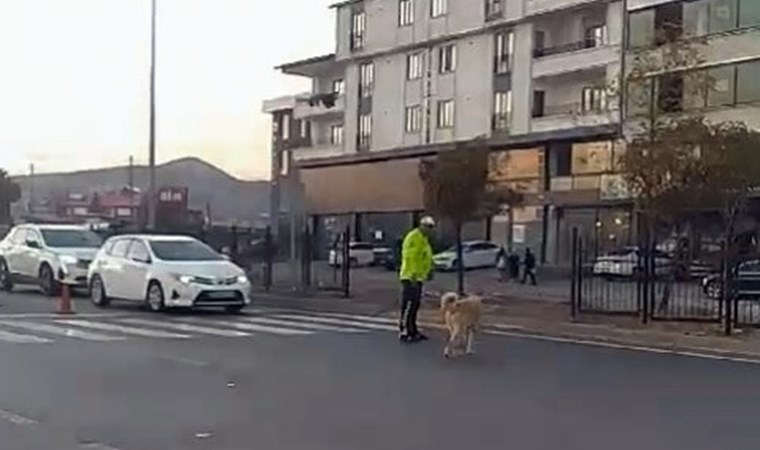 Polis, köpeğin karşıya geçmesi için trafiği durdurdu