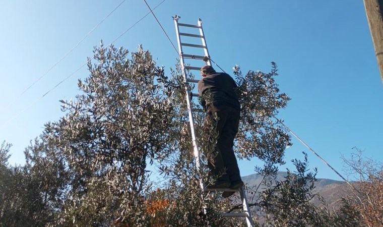 Üstün lezzet ödüllü! Yusufeli'de hasat ediliyor: 12 metre yüksekliğe çıkarak toplanıyor....