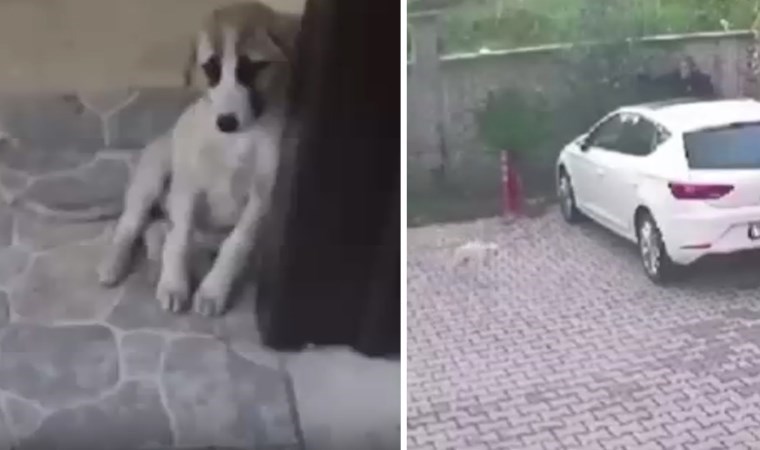 Hayvana şiddet bitmiyor... Bursa'da 'başıboş insan' site bahçesindeki köpeğe ayakkabı fırlatıp, tekme attı!