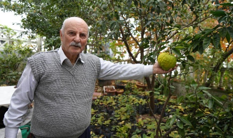 Anavatanı Meksika 14 yıldır Samsun'da üretiliyor! Yılın 12 ayı meyve alıyor....