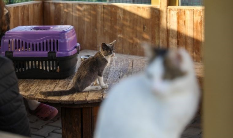 Buca Belediyesi’nden kısırlaştırma seferberliği