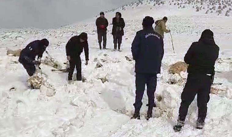 Karaman'da 'tipi' can aldı: 350 koyun ile 2 eşek donarak öldü