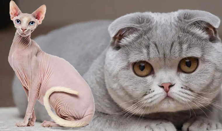 Hollanda, Scottish Fold ve Sphynx Kedilerinin Sahiplenilmesini Yasaklıyor