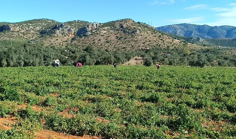 Kozan'da hasat başladı:  40 ton rekolte bekliyoruz