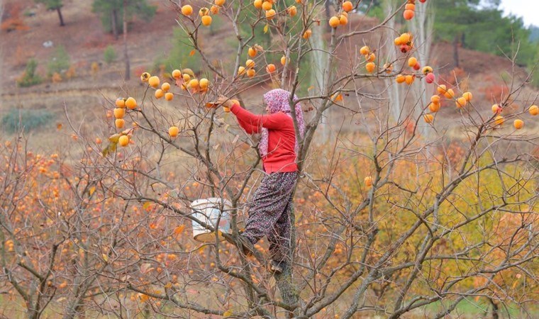 Hem sofralık hem kurutmalık! Bahçede 25, markette 80 lira