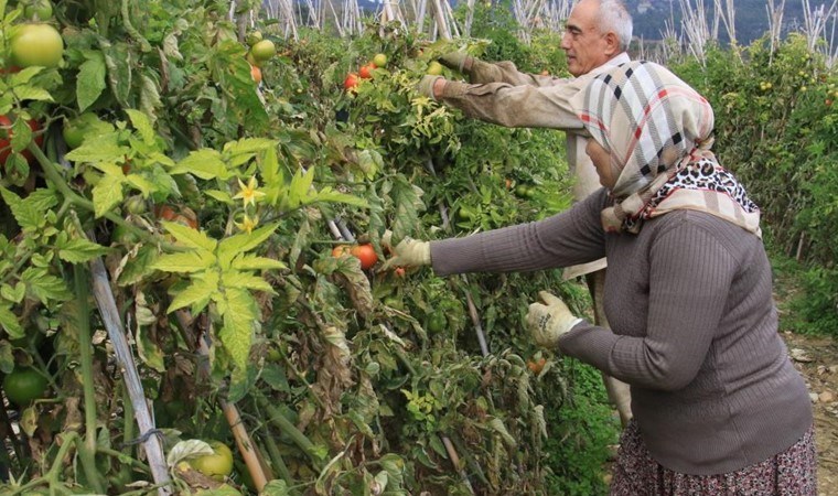 Yaz meyvesinin kış mevsiminde açıkta hasadı sürüyor! Yılbaşına kadar devam edecek: Bahçede 35 TL...