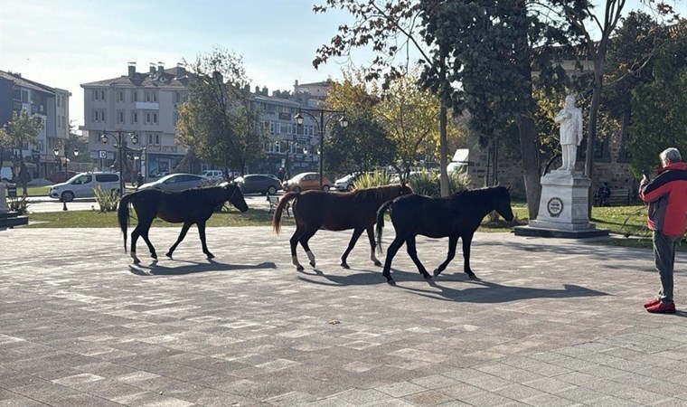 Tekirdağ’da başıboş atlar şaşkınlık yarattı!