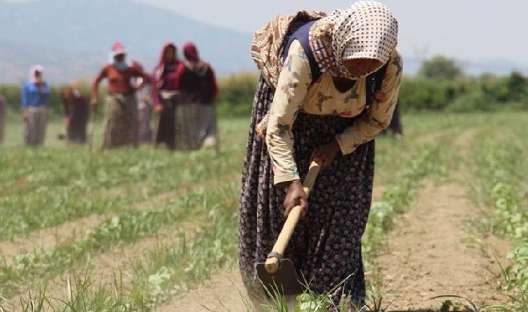 Kırsal alanda çalışan kadınların emeği yok sayılıyor