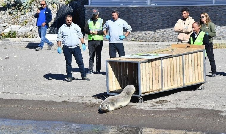 Kayalıklara çarpan Akdeniz foku Zeytin tedavisinin ardından yeniden denizde