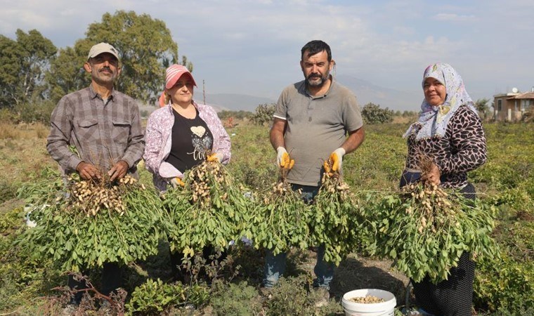 Amik Ovası'nda hasat akraba ile yapılıyor! Günlük 1000 TL'ye işçi bulunamıyor...