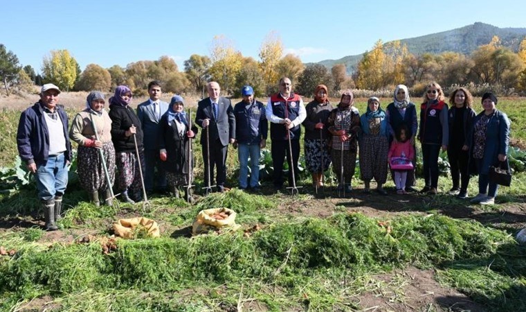 Acıpayam'da hasat başladı: Dekar başına verim 6 ton...