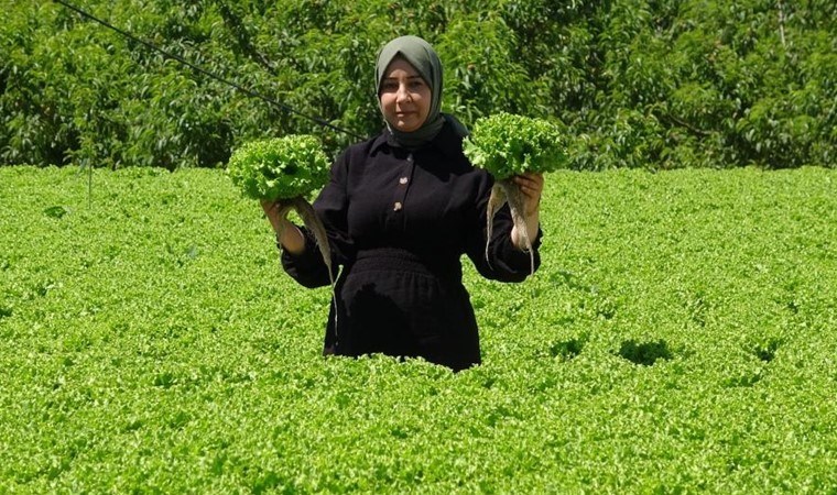 Erzincan yaprak dönerinin eşlikçisi! Kış mevsiminin gelmesiyle hasadı başladı....