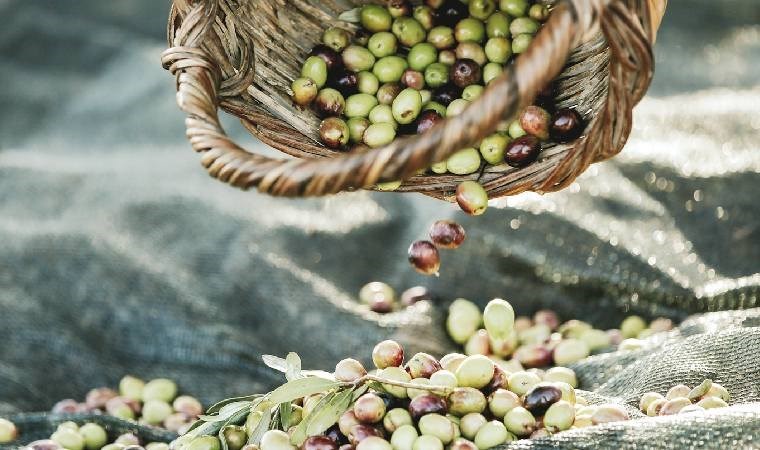 Gıdanın izinde: Zeytin