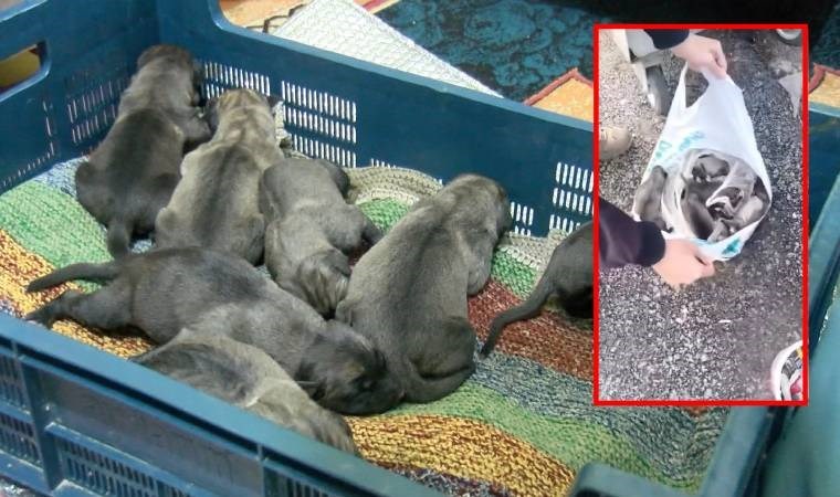 Sancaktepe'de hayvan vahşeti! Çöp poşetine bağlanmış 11 yavru köpek bulundu