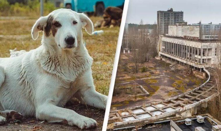 Çernobil’in radyasyonu 'Süper Güç' oldu: Sokak köpekleri zehirli ortamda yaşayabiliyor!