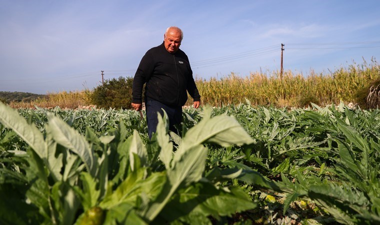 Urla'da hasat 1 ay gecikme ile başladı: 11 bin ton rekolte bekleniyor...