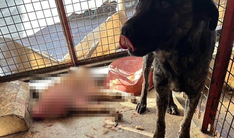 Mamak Barınağı'nda korkunç görüntüler! 'Köpekler açlıktan birbirlerini yedi' iddiası...