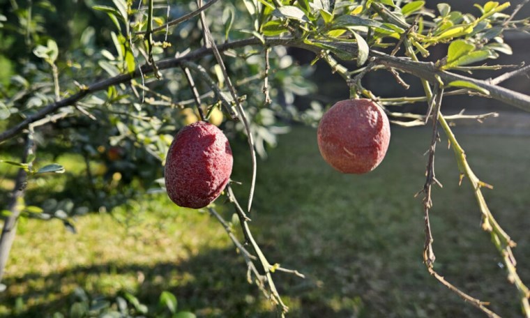 Türkiye'nin en ilginç meyveleri bu bahçede yetişiyor: Buda'nın eli, havyar limonu....