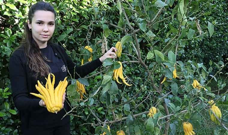 Türkiye'nin en ilginç meyveleri bu bahçede yetişiyor: Buda'nın eli, havyar limonu....