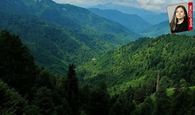 Kuzey ormanlarını rahat bırakmıyorlar, 8 türbin daha yapılacak: Santral giderek büyüyor