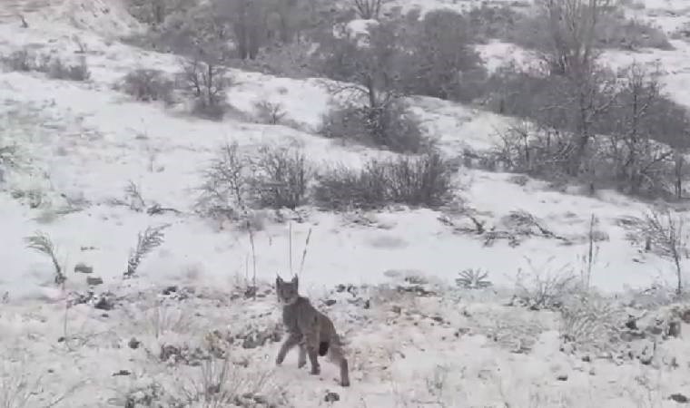 Kırmızı listede yer alan vaşak Erzincan’da görüntülendi!