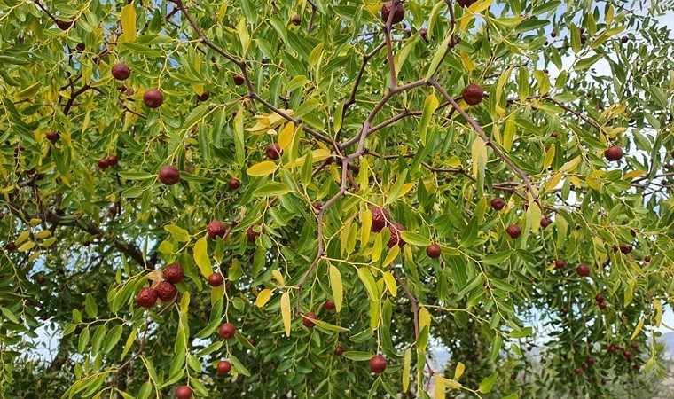 Çinlilerin ölümsüzlük meyvesi: Portakal ve limondan 10 kat faydalı