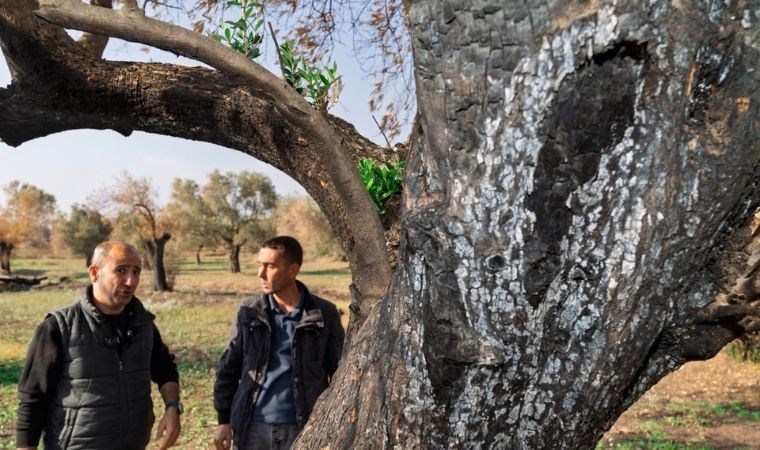 Yangından etkilenen zeytin ağaçları küllerinden doğacak