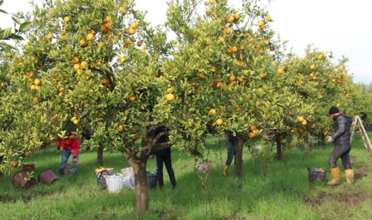 Aydın'da portakal üreticisi bu yıl umduğunu bulamadı