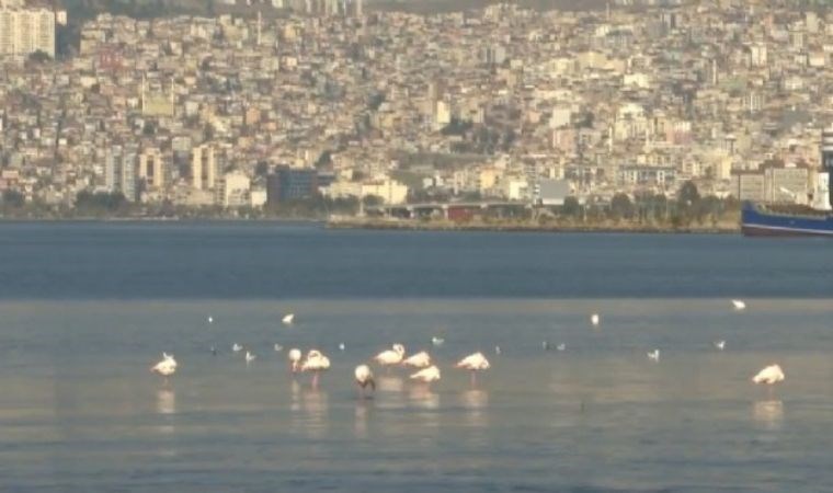 İzmir Körfezi’ni flamingolar sardı