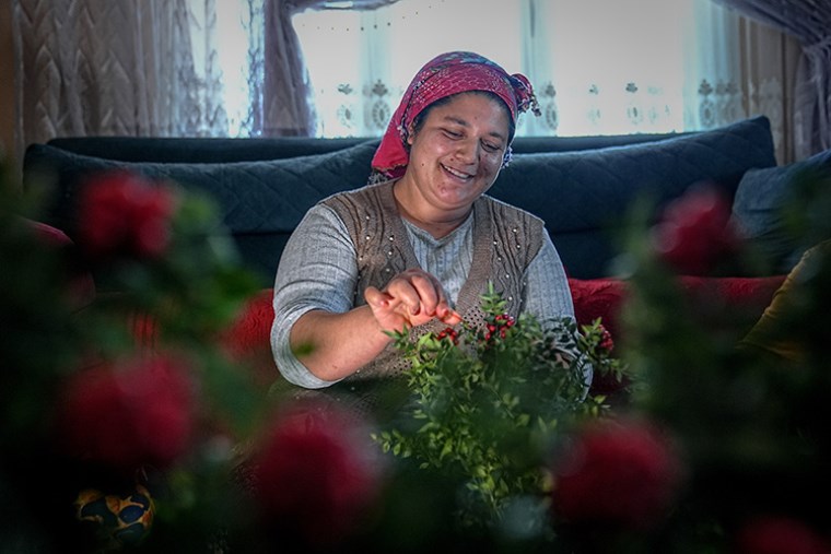 Yeni yılın 'uğurlu çiçeği' kokinanın zorlu serüveni