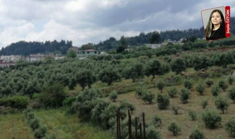 İptal edilen beton santralı için kurumlar görüşünü değiştirdi: Zeytin bahçeleri görünmez oldu!