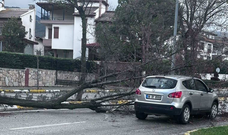 Yaşlı adam ağaçtan düştü: Hayatını kaybetti!