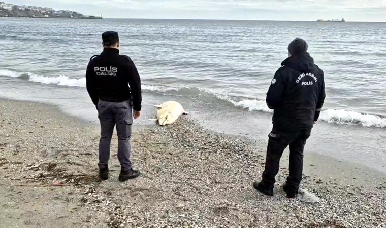 Tekirdağ'da denizde ölü yunus bulundu