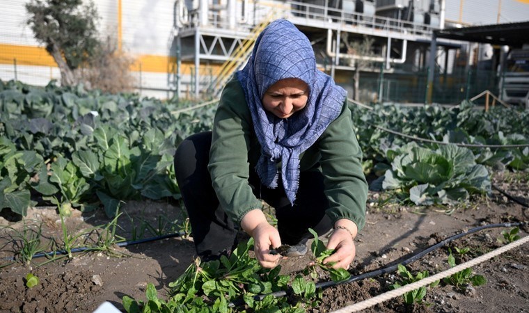 38 kadın haftada 2 gün çalışarak yetiştirdi! İlk hasadı başladı...