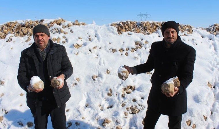 Ekim ayında hasat edilmişlerdi! 60 bin ton mahsul kar altında kaldı....