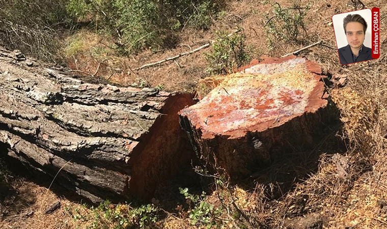 Devrek’te Orman Müdürlüğü personeli devletin makinelerini kullandı iddiası: ‘Define için ağaç kestiler’