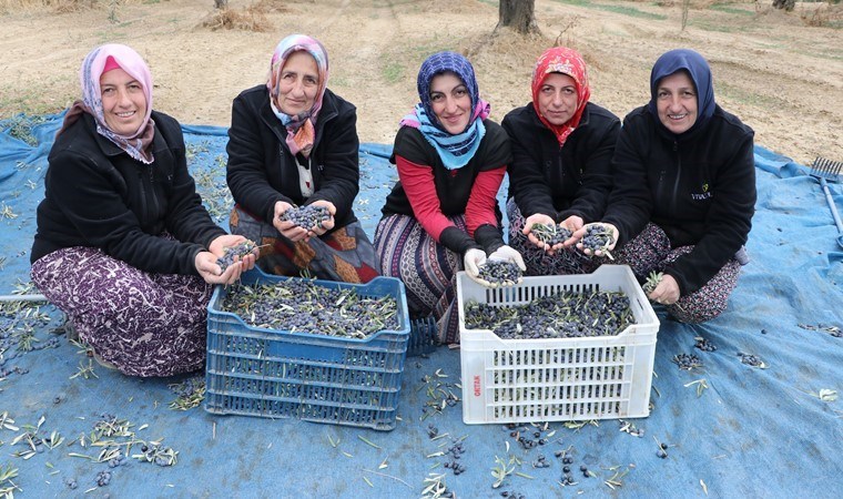 Hasat için 1400 kilometre yol gittiler! 41 bin 500 dekarda  yetişiyor....