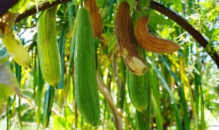 Denizli'de yetişiyor, cilt sorunlarına deva oluyor: Ölü derilerin baş düşmanı olan mucizevi bitki